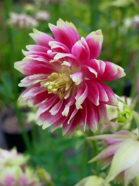 Mpb#3 Aquilegia Seeds Barlow Nora 50 Columbine Seeds - £9.59 GBP