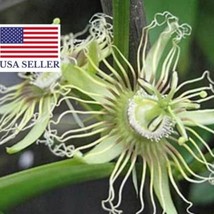 Best USA Seller Passiflora Auriculata Black Sweet Passion Fruit Granadil... - £15.15 GBP