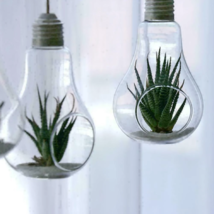 2Pcs Light Bulb Vase Hanging Air Plant Terrarium Kit - £7.16 GBP