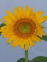 22 Sunflower, Skyscraper Tall Yellow Flower Seeds - £15.71 GBP