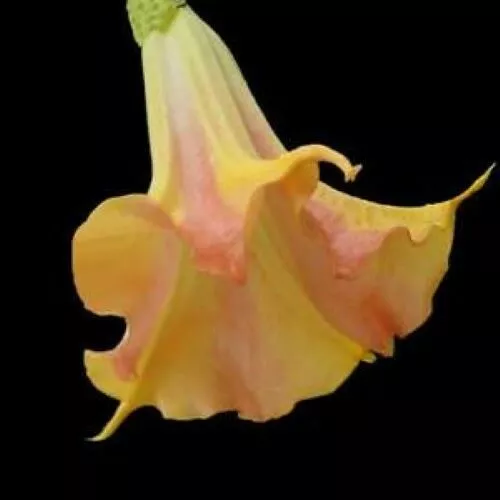 MANGO CRUSH Brugmansia Angels Trumpet Large Yellow/Orange Bloom - £29.35 GBP