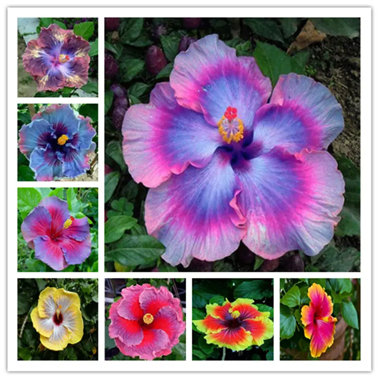 25pc Hibiscus Seeds Garden Plant Flower - Mixed Colors - $15.00