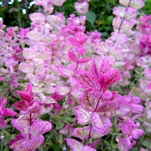 Clary Sage Pink Sundae Salvia Birds Butterflies 150 Seeds Fresh Garden - £9.45 GBP