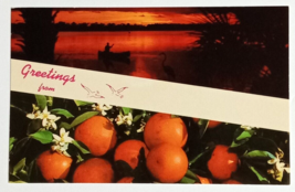 Greetings from Banner Oranges Sunset Canoe Scenic FL Curt Teich Postcard... - £6.23 GBP