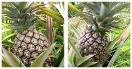 Kona Sugarloaf Pineapple Live plant edible fruit Ananas comosus - £30.36 GBP