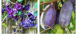 6 scion cuttings of Akebia Quinata (aka Chocolate Vine) - £43.15 GBP