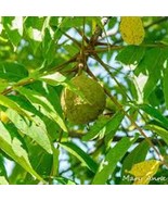 3 Black Walnut Tree 12-24In Tall Juglans Nigra American Walnut Bare Root... - $52.80