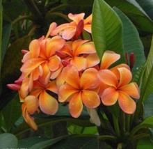 Plumeria seeds Orange Caramel scented Frangipani fragrance Hawaii Flower - £6.07 GBP