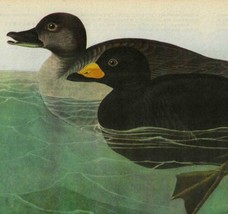 American Scoter Duck Bird 1946 Color Plate Print John James Audubon Natu... - £31.96 GBP