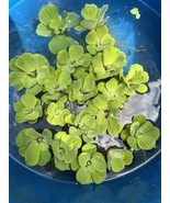 (20) Water Lettuce Koi Pond Floating Plants Rid Algae 2-3&quot; Combine Shipping - $45.00