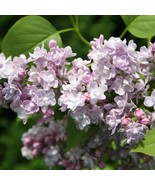 25+ Katherine Lilac Seeds Tree Fragrant Flowers Perennial Seed Flower 95... - $9.99