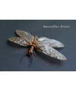 Monster Insect Dobson Fly Corydalus Texanus XL Real Framed Entomology Sh... - $108.99