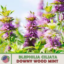 AD 500 Downy Wood Mint Seeds Blephilia Ciliata Native Bee &amp; Butterfly At... - $13.26