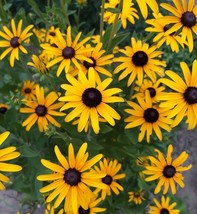 KKG Black Eyedn Seeds Perennial Flower Rudbeckia Seeds Fresh Garden - $7.89