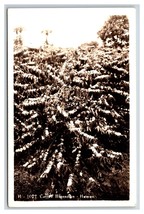 RPPC Field of Coffee Blossoms Hawaii HI UNP Postcard V9 - £2.92 GBP