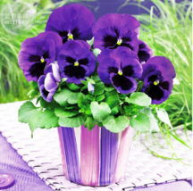  SEED Pansy Swiss Violet Flowers Seeds, 30 Seeds - $3.99