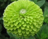 Green Zinnia Flower Seeds 100 Envy Garden Bees Birds Annual Fast Shipping - £7.22 GBP