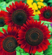 25 Red Sunflower Seeds Flowers Seed Flower Blooms Perennial Sun Bloom - £6.96 GBP