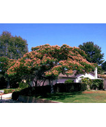Mimosa Tree Seeds Albizia Julibrissin Persian Pink Silk Flower Plant Bon... - $20.31 CAD