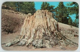 World&#39;s Largest Petrified Stump Pikes Peak Region Colorado Postcard Trav... - $11.48