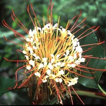 Fresh Hedychium Ellipticum Butterfly Ginger Unusual Ginger Seeds - £7.29 GBP