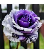 20 Purple And White Twin Rose Seeds  - $7.67