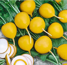 500 Golden Helios Radish Seeds Non-GMO, Heirloom, Fast Shipping - £7.12 GBP