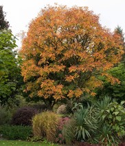 New Fresh Seeds 10 Dwarf Golden Rain Tree Koelreuteria Paniculata Nana Y... - £14.01 GBP