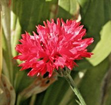 500 Red Cornflower Seeds Cut Dried Flowers Bachelor Button Easy Garden Container - £13.44 GBP