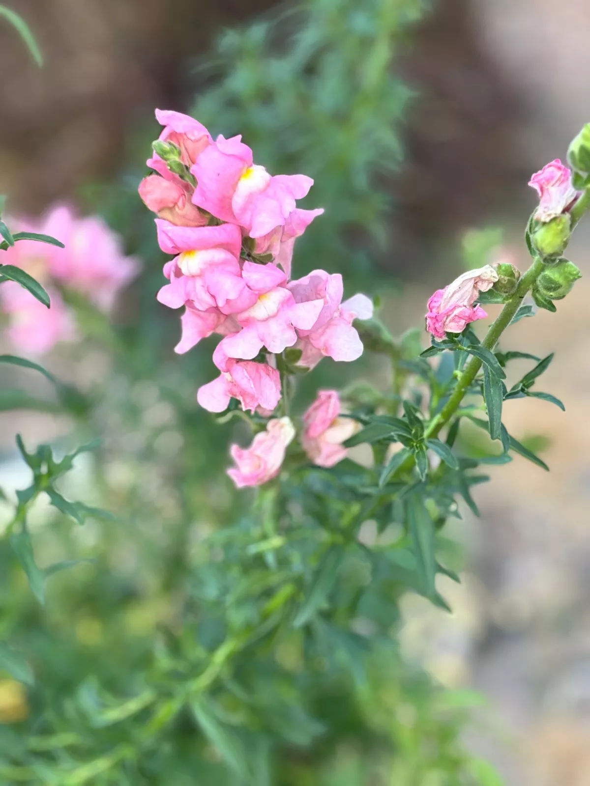 Rocket Pink Snapdragon Seeds Snapdragon Seeds 50 Fresh Seeds - £5.07 GBP