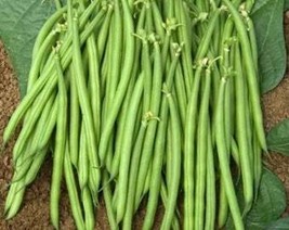 Seeds USA Seller Jade Bean Seeds - $15.58