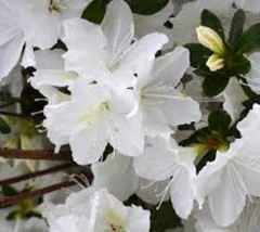 1 pcs Mrs G.G. Gerbing White Azalea Starter Plant Live Plant - £30.81 GBP