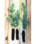 Apache White Fir (Abies concolor) Landscape, Windbreaks and Christmas Trees - $21.73+