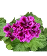 KingStore 100 Packet Geranium Fragrant Style 1 Planting Seeds - $172.98 MXN