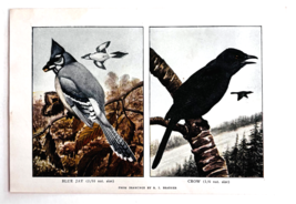 1927 Blue Jay And Crow Corvids Bird Art Plate Color Book Print Wildlife ... - $379.80 MXN
