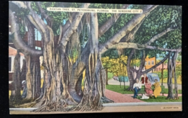St Petersburg FL, The Banyan Tree, Florida Vintage Postcard The sunshine... - €7,10 EUR