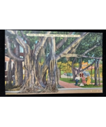 St Petersburg FL, The Banyan Tree, Florida Vintage Postcard The sunshine... - $11.39 CAD