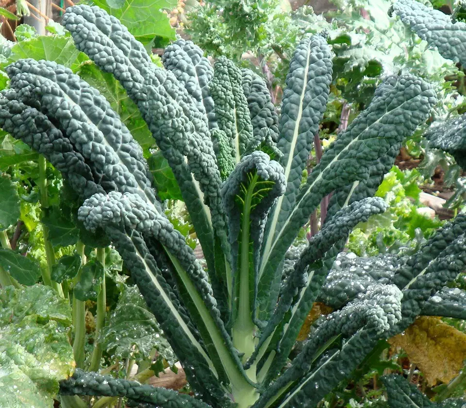 250 Fresh Seeds Lacinato Kale - £7.60 GBP