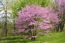 Eastern Redbud qt pot (Cercis canadensis) image 5