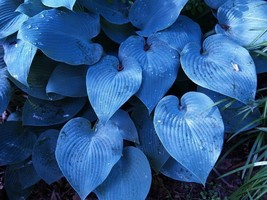 Hosta Halcyon Gorgeous Medium Size Deep Blue Green Outdoor Live Plant Gallon Pot - $73.20