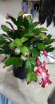 Red Christmas Cactus Flowering Trees Flowers Planting 25 Seeds - £4.81 GBP