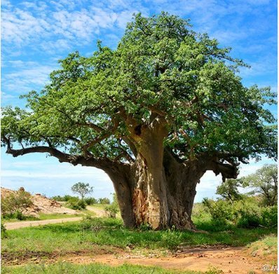 5 Seeds Adansonia digitata (Baobab) Tree - Seeds & Bulbs