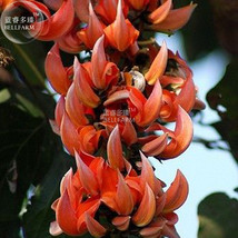 Strongylodon Orange Jade Vine Climbing Flower Seeds 5 Seeds Pack Fragrant Plants - £7.63 GBP