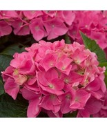 Fresh New Seeds 5 Vienna Pink Hydrangea Seeds Perennial Garden Hardy Shr... - $10.79 CAD