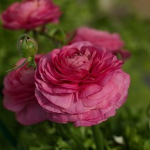 USA SELLER Ranunculus Seeds 25 Seeds Ranunculus Bloomingdale Rose Shades - £15.47 GBP