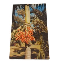 Postcard Christmas Palm Fairchild Tropical Garden Coral Gables Florida Chrome - £5.53 GBP