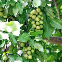 FROM US Live Tree 8”-16” Meliccocus Bijugatu (Doble Spanish lime / quenepa) TP15 - £45.08 GBP