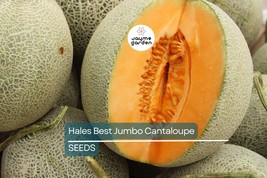 Hales Best Jumbo Cantaloupe Seeds | Heirloom, Non-GMO | Sweet &amp; Aromatic... - $4.99+