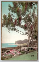 Eucalyptus Trees and Beach Fred Martin Hand Colored Gilded Photo Postcard I30 - £23.80 GBP