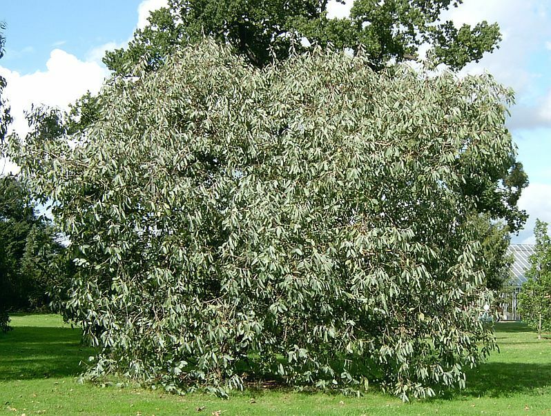 KKG Eucalyptus Neglecta Hardy Eucalyptus Tree Seeds Fresh Garden ...